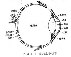 几种常见的玻璃体疾病