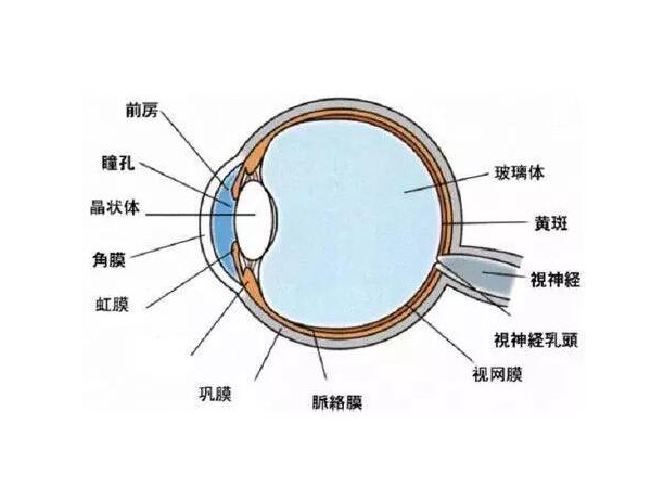 视神经疲劳是什么病